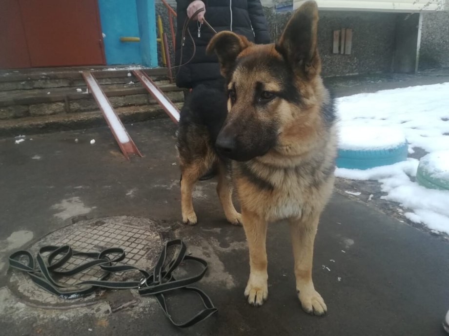 Щенки немецкой овчарки пол года