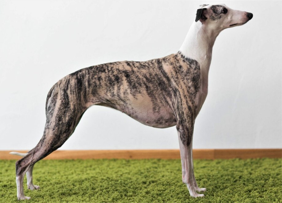 Собакой породы Whippet