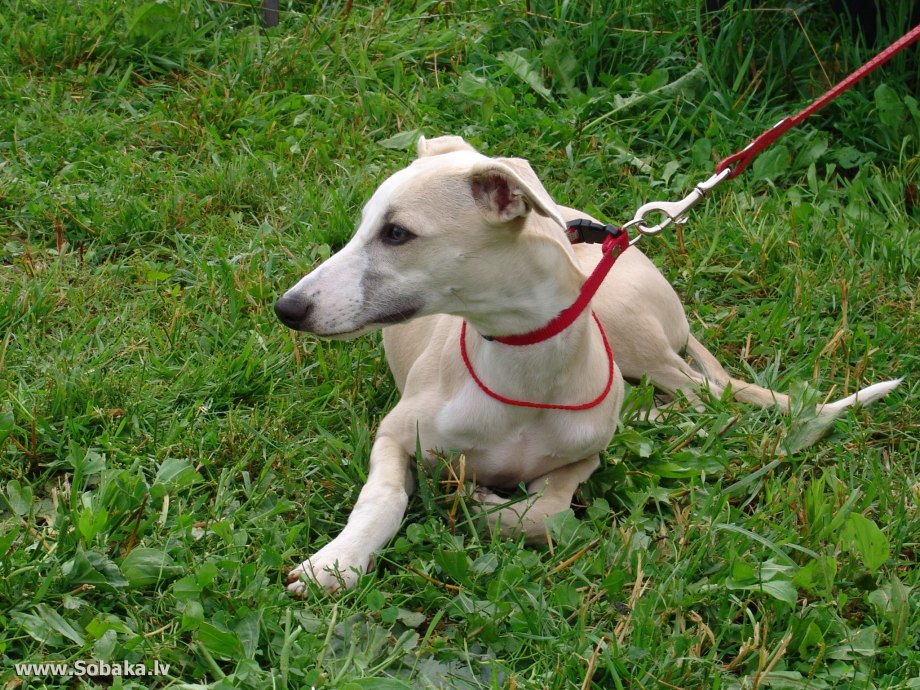 Whippet White