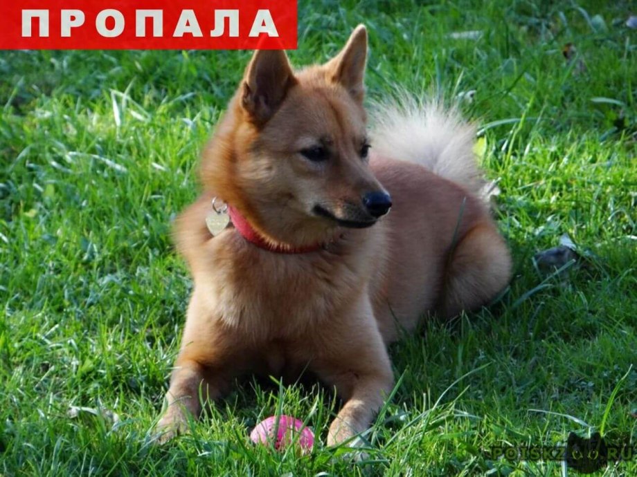 Финская лайка (Карело-финская лайка)