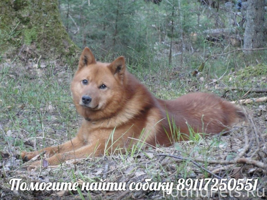 Кавалер финская лайка