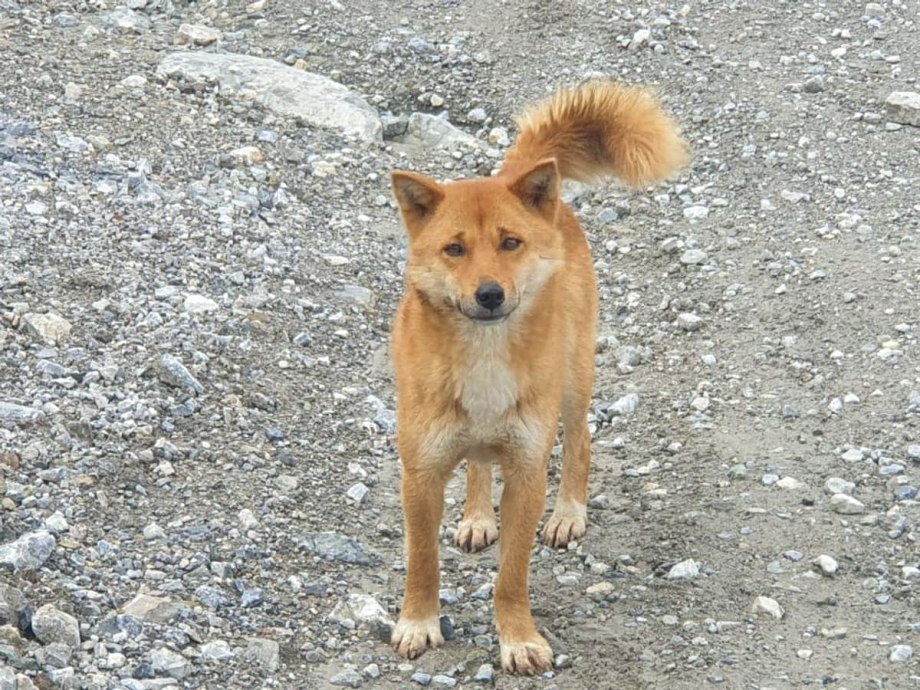 Корги пемброк улыбается