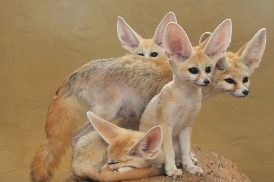 Вельш корги флаффи