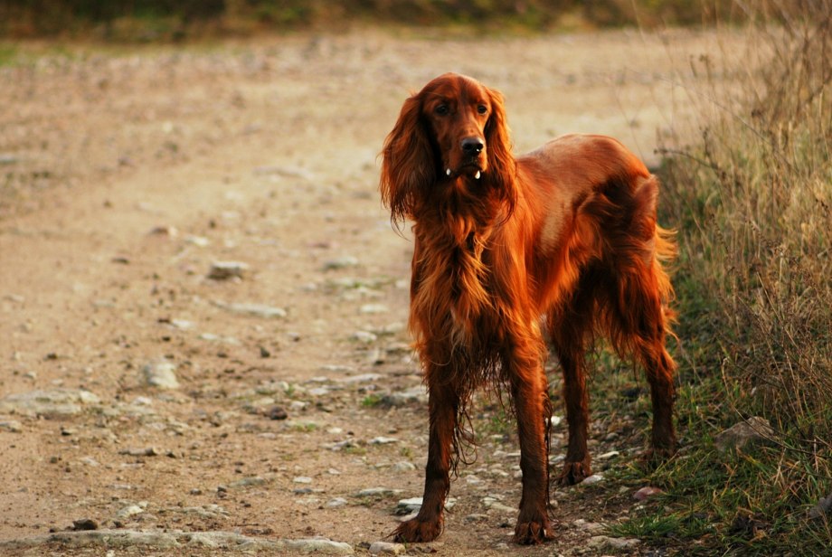 Ирландский терьер Irish Terrier