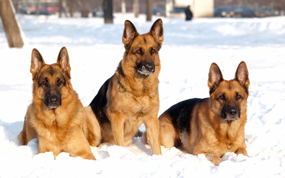 German Shepherd немецкая овчарка