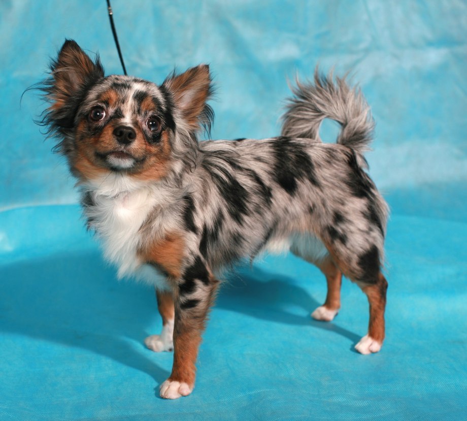 Lilac and Chocolate Chihuahua