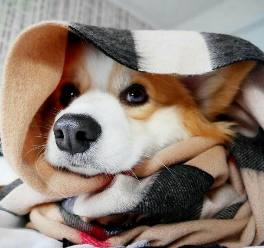 Собака под пледом