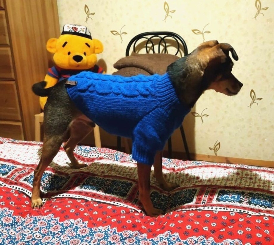 Новогодний свитер для собаки