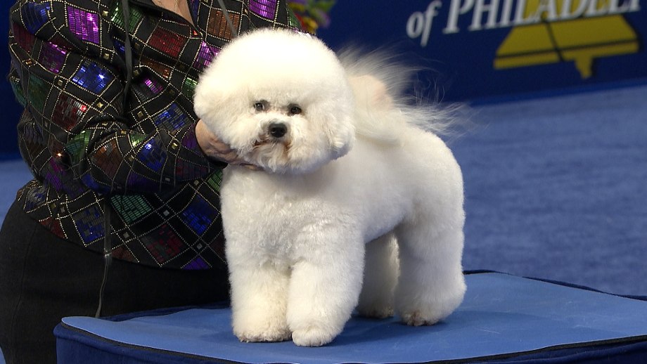 Чемпион мира Бишон 2019