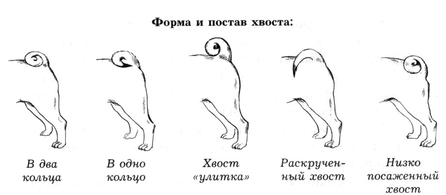 Щенок чихуа при рождении