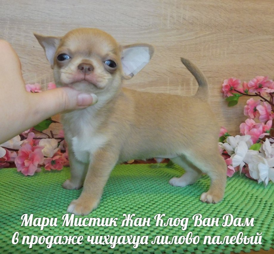 Тень от чихуахуа