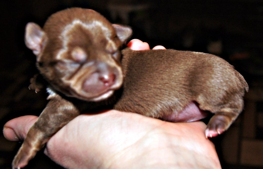 Chuahua