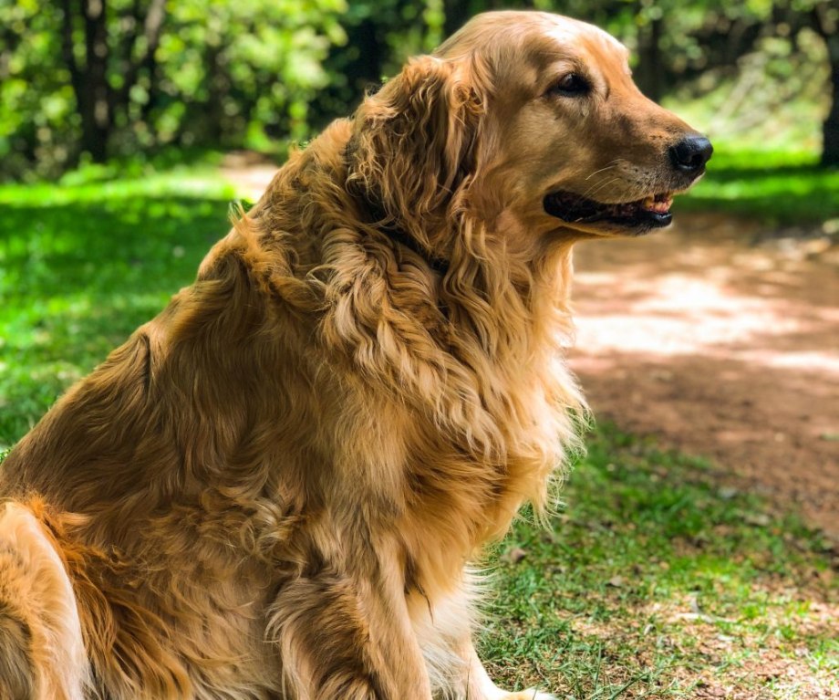 Dog is Dog Пермь