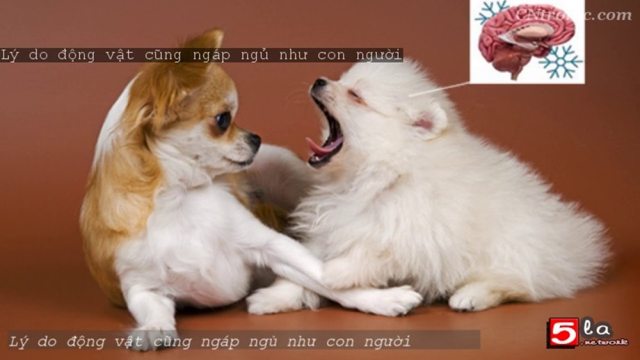 Щенок шпица и чихуахуа