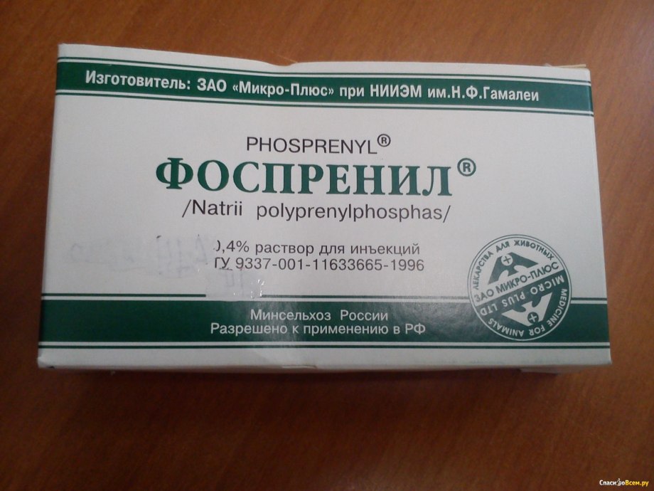Блог о собаках