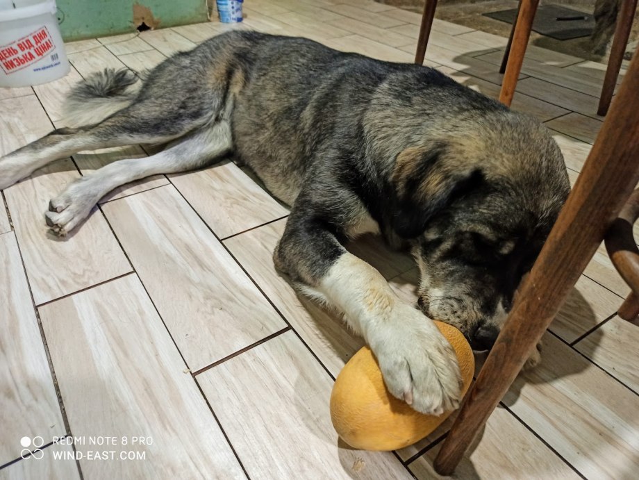 Синдром Аддисона у собак