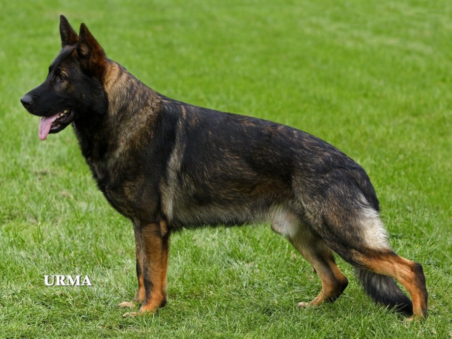 Немецкая овчарка k9