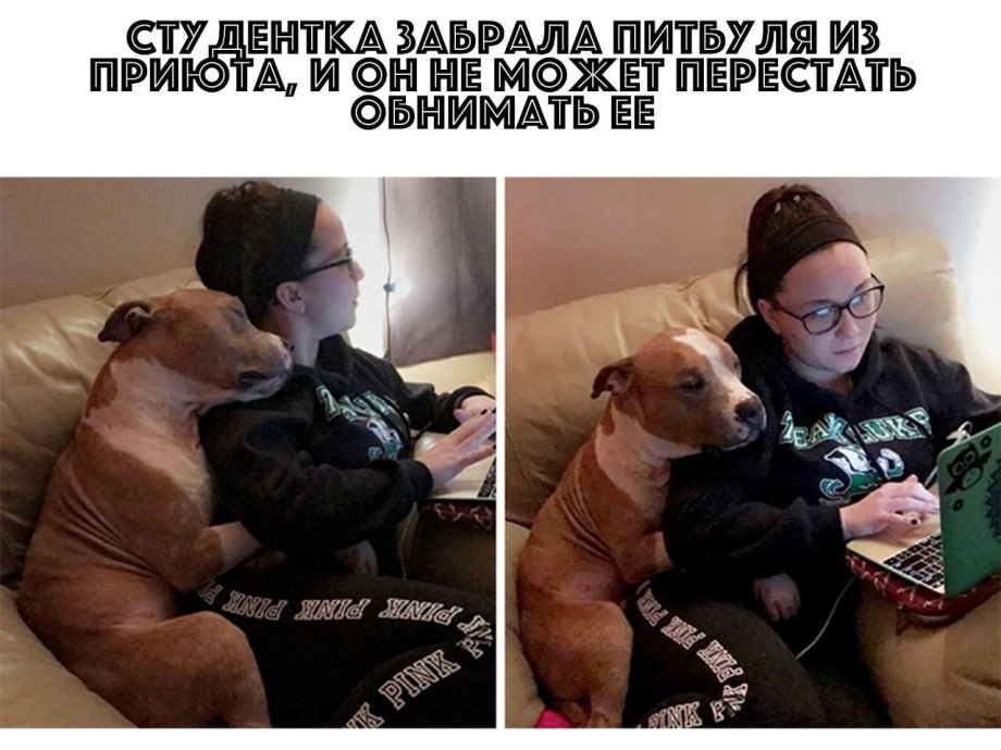 Стаффордширский терьер сука голубая
