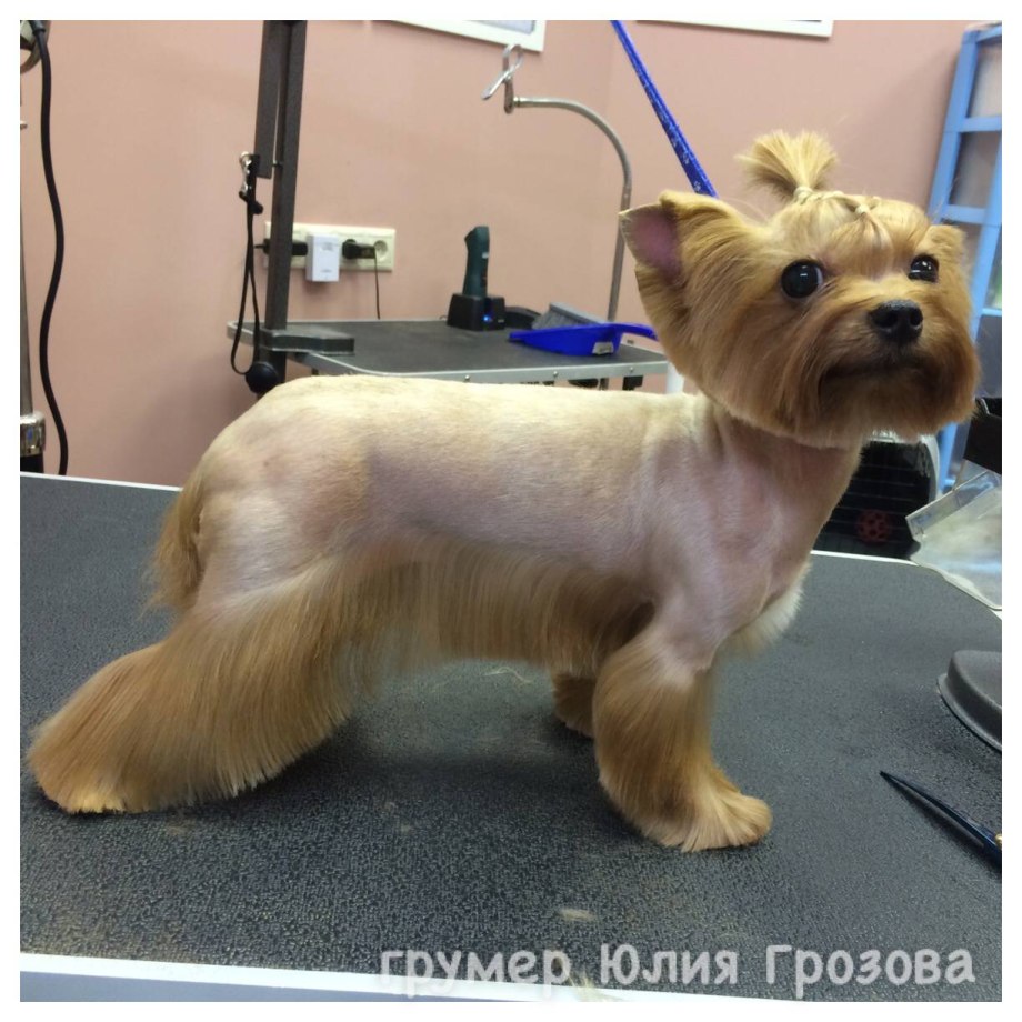 Корейская стрижка собак
