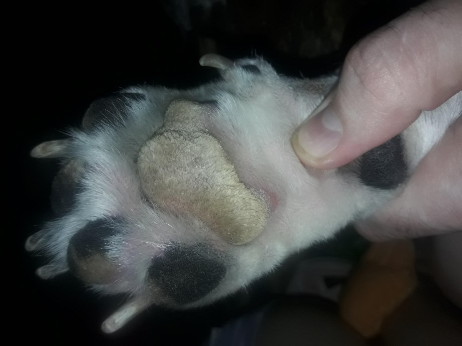 Кошачий коготь