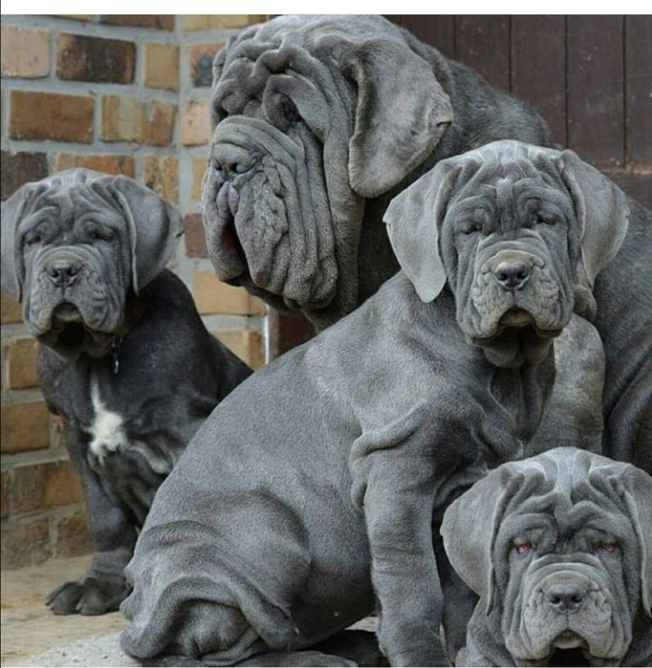 Неополетанский массив