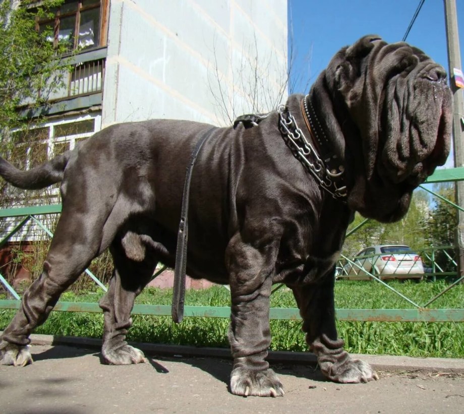 Мастино неаполитано тигровый