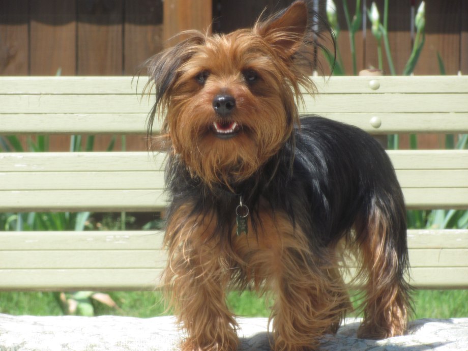Kennel Yorkshire Terrier печать