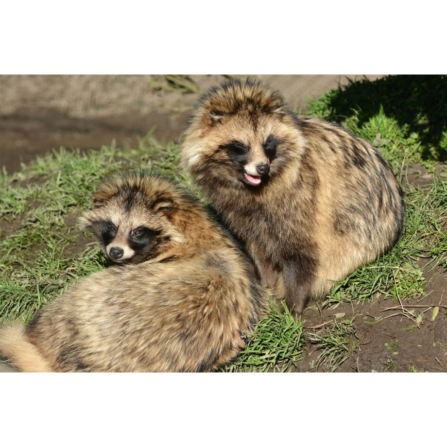 Дальневосточный морской заповедник енотовидная собака
