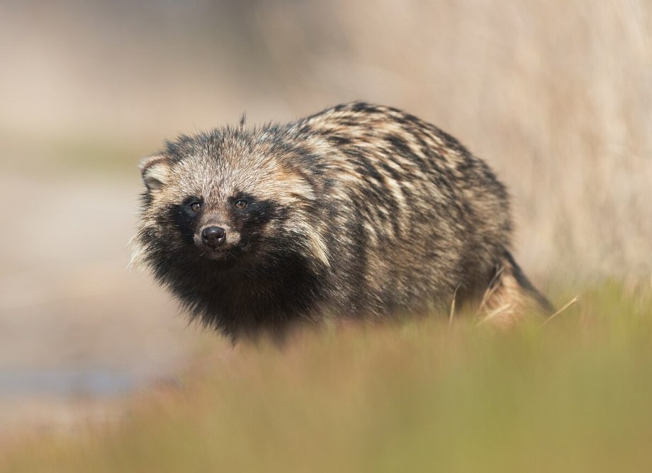Енотовидная собака (лат. Nyctereutes Procyonoides)