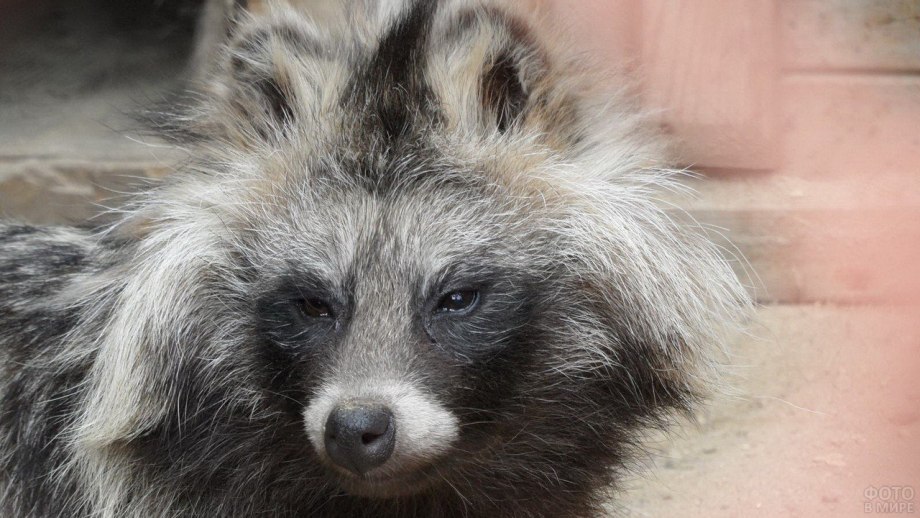 Енотовидная собака (nyctereutes Procyonoides)