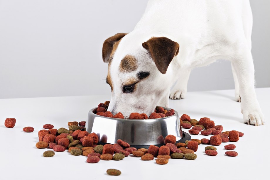 Royal Canin Jack Russell Terrier Puppy