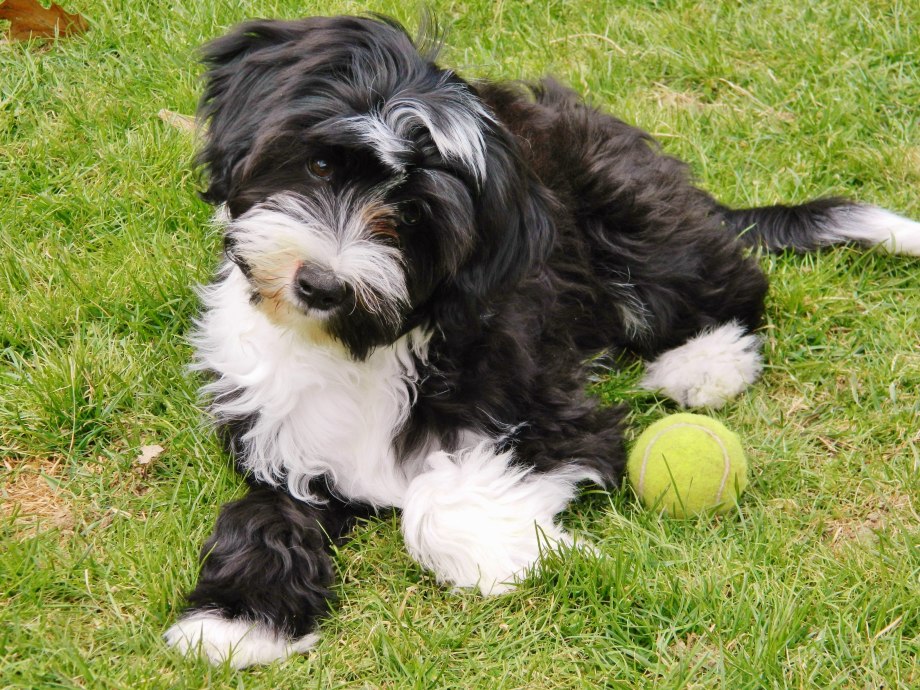 Tibetan Terrier тибетский терьер
