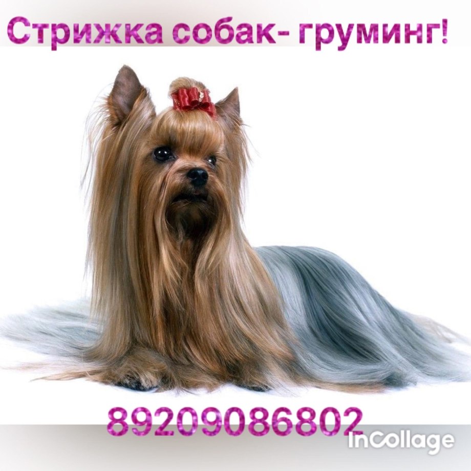 Йоркширский терьер переросток