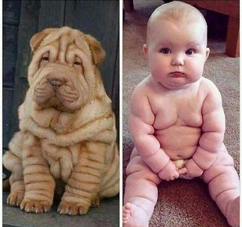 Французский шарпей