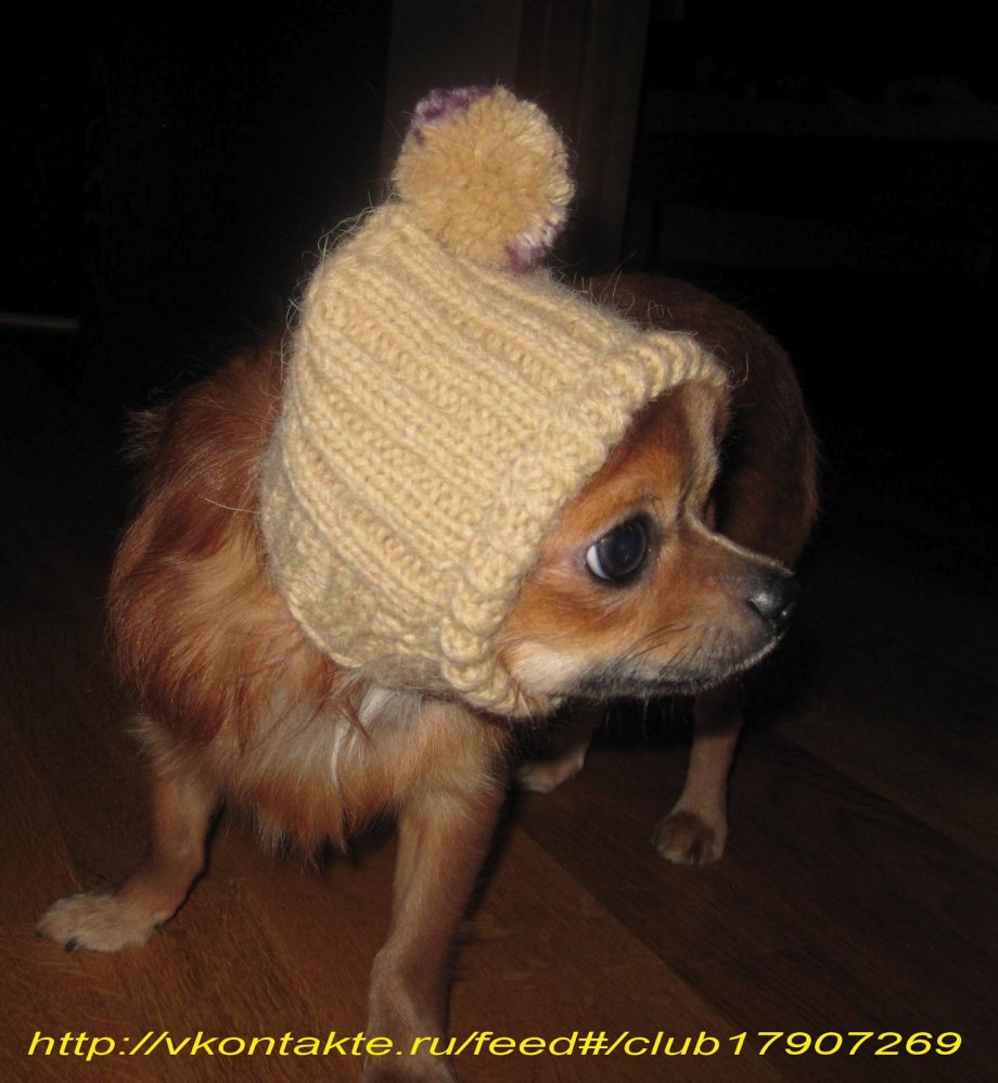 Вязаная шапка для собаки
