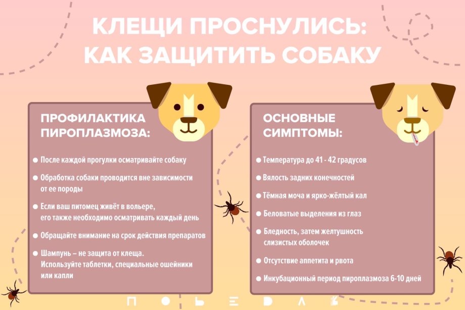 Отодектоз отит у собак