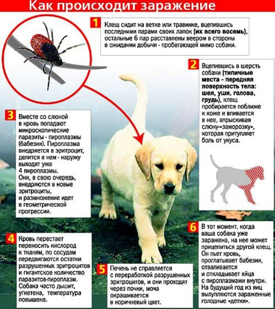 Пироплазмоз Ветеринария