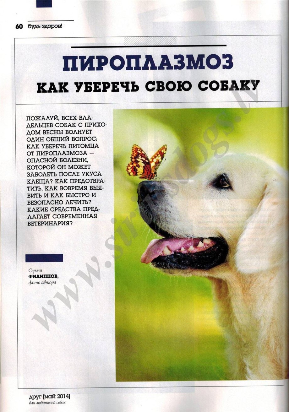 Бабезиоз у кошек и собак