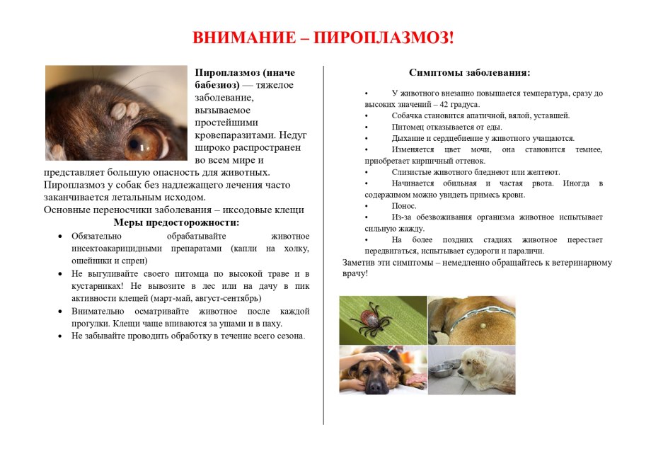 Уши собаки с пироплазмозом