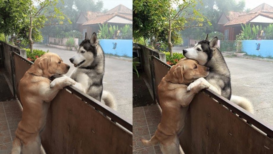 Собака утешает хозяйку