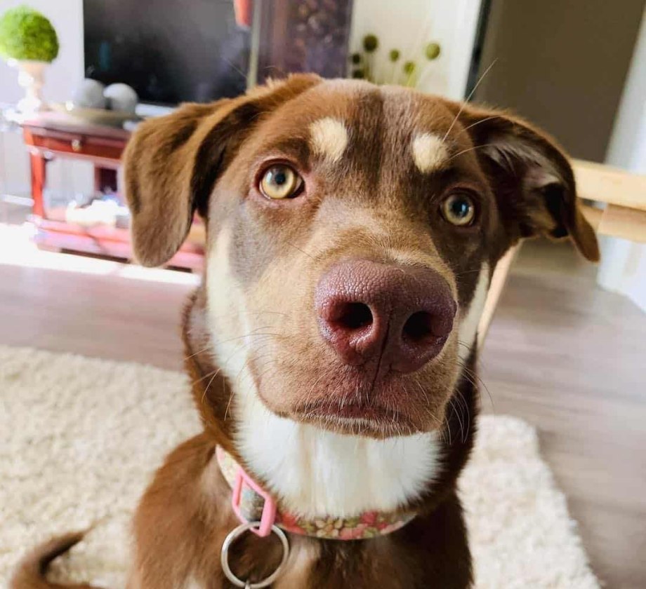 Labrador Husky