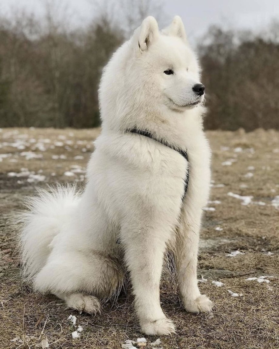 Аляскинский самоед