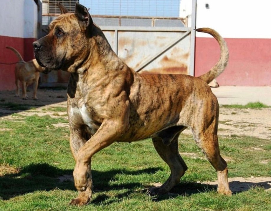 Канарский дог рыжий