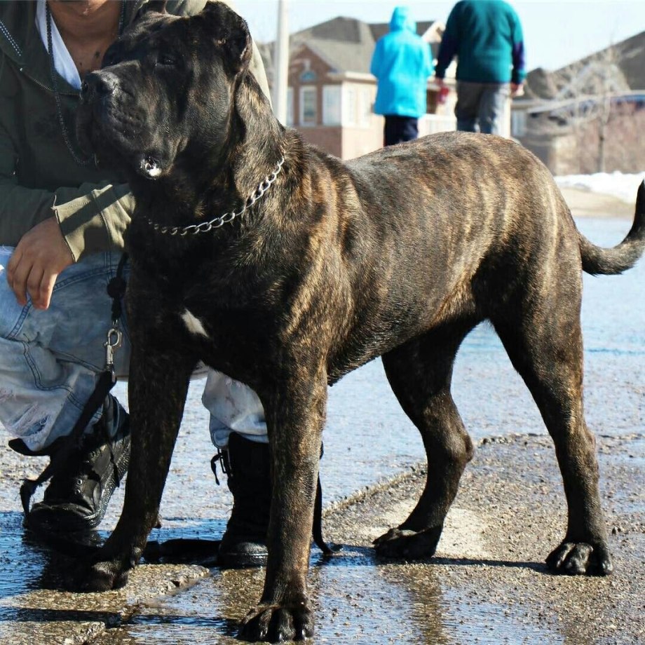 Канарио мастиф