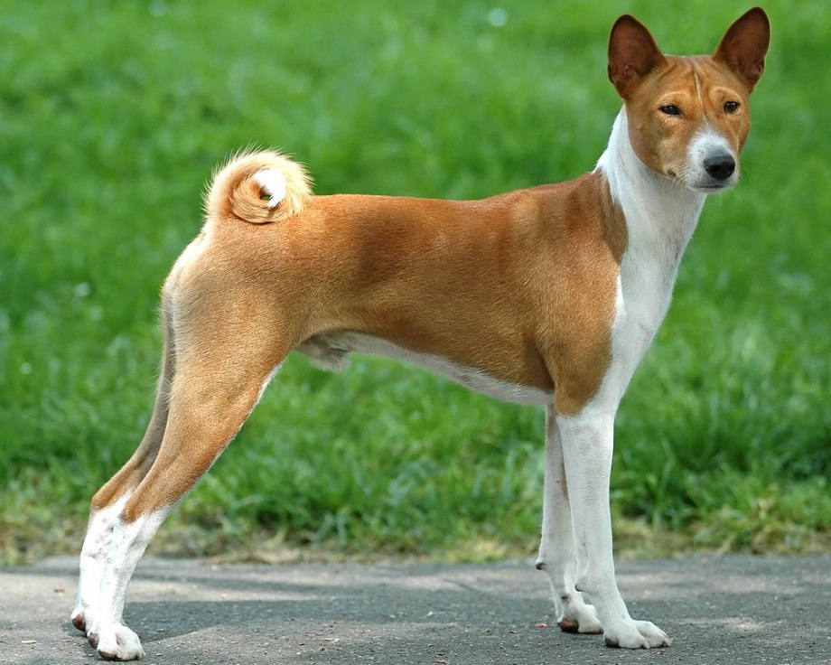 Собака Бигль лает