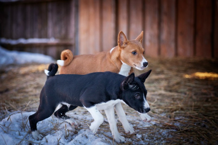 Лающая собака