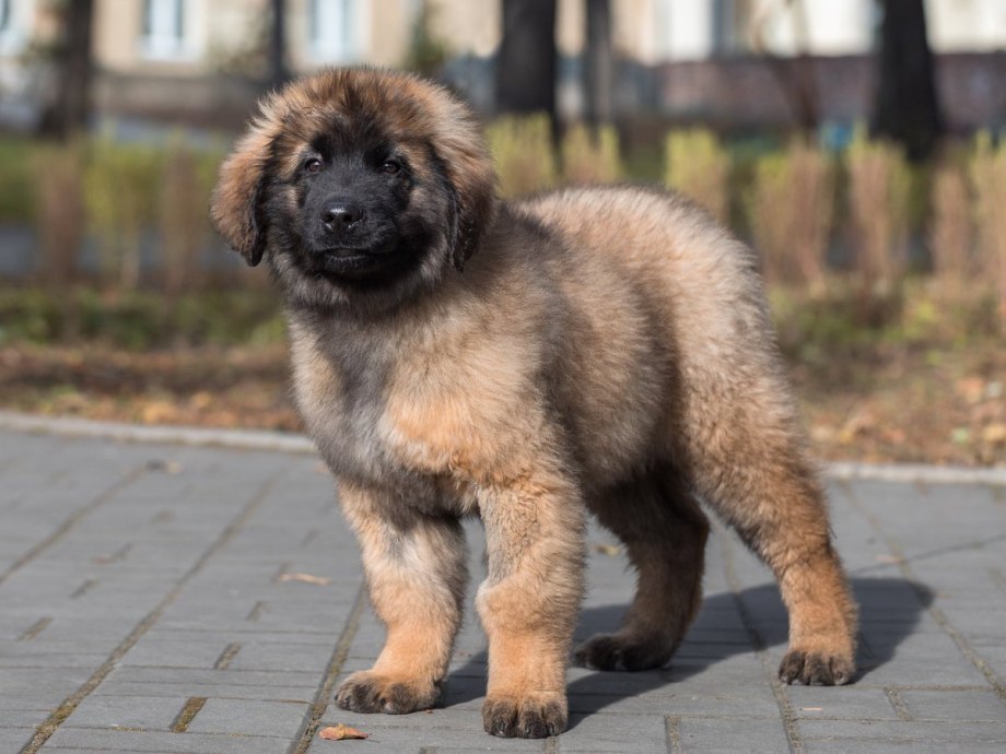Леонбергер щенки