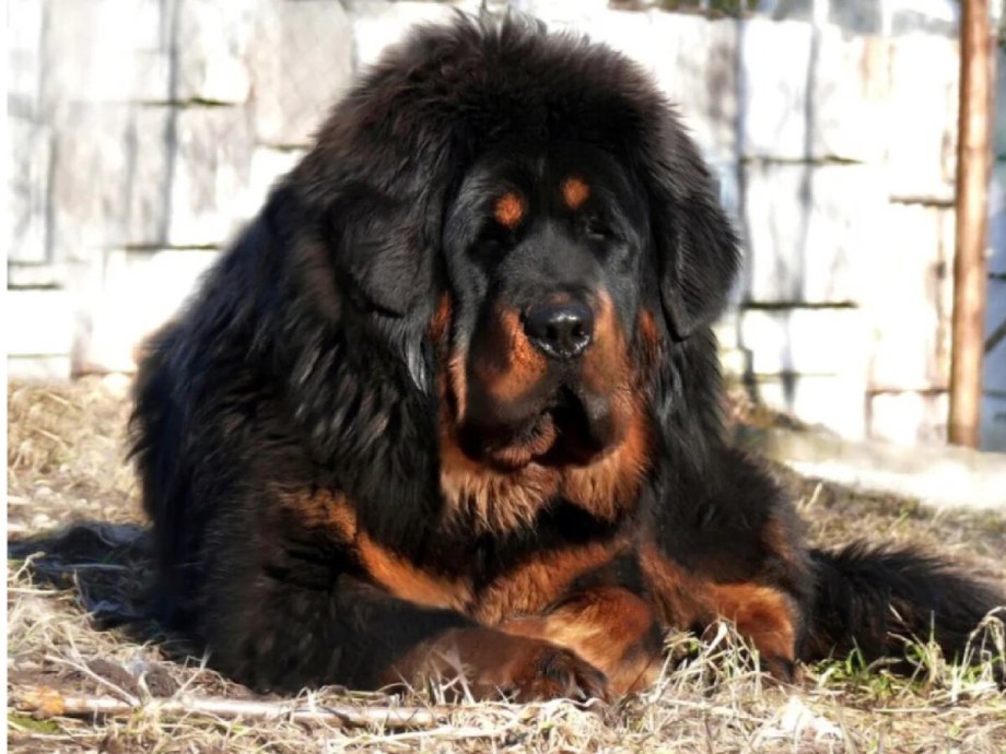 Королевский мастиф