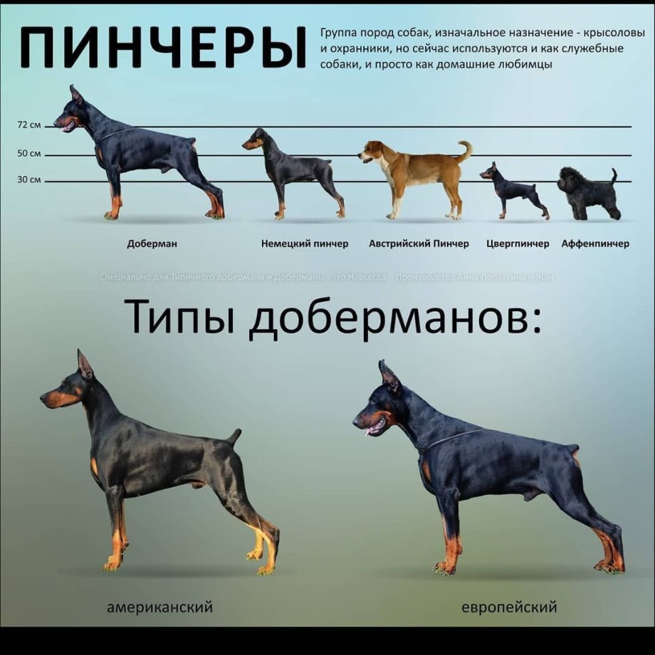 Немецкий пинчер рост