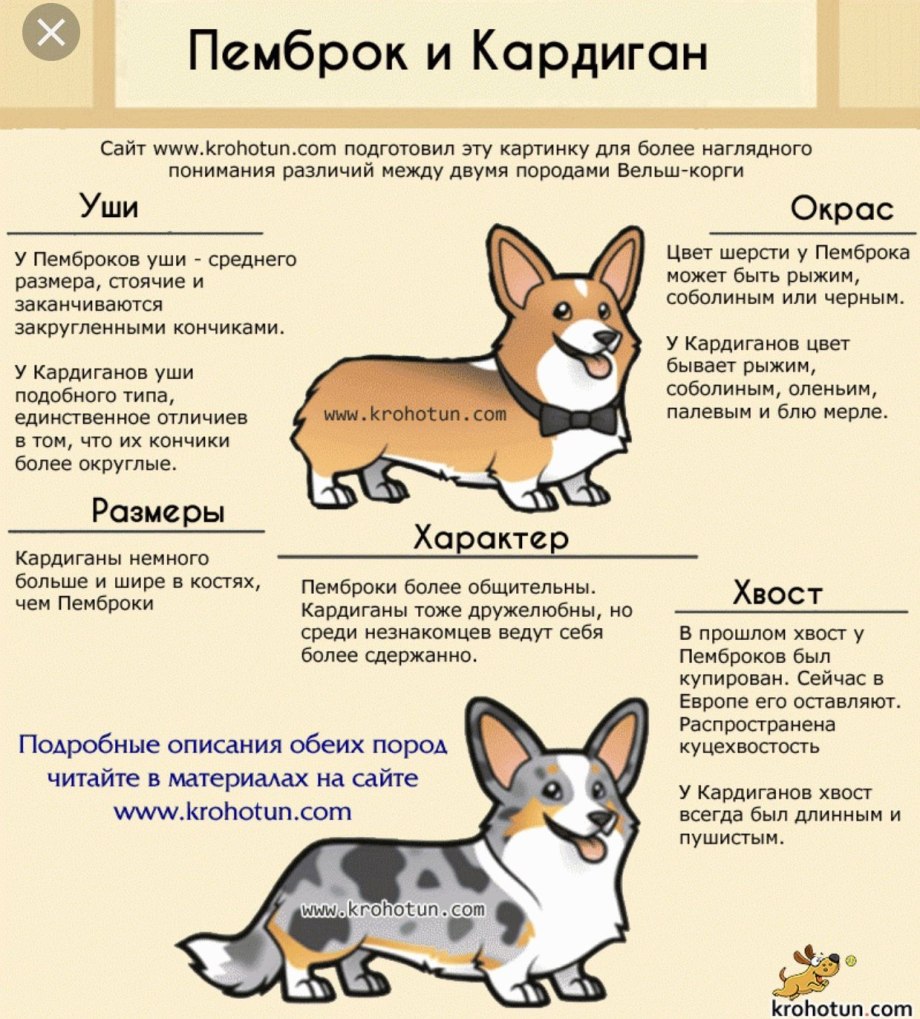 Вельш корги кардиган и пемброк отличия